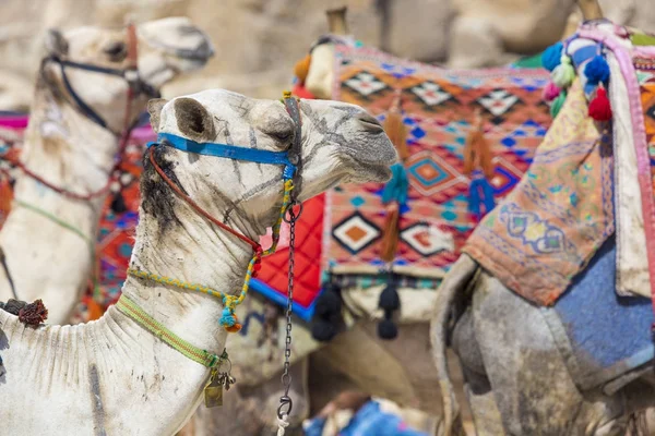 Egyptian Camel at Giza Pyramids background. Tourist attraction - — Stock Photo, Image