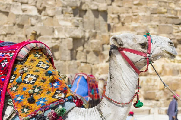 Camelo Egípcio no fundo das Pirâmides de Gizé. Atração turística  - — Fotografia de Stock
