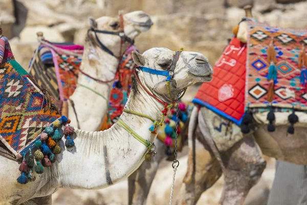 Egyptische Camel bij Giza Pyramids achtergrond. Toeristische attractie - — Stockfoto