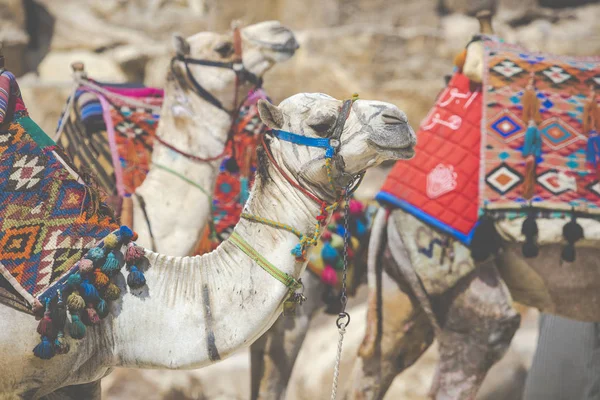 Camello egipcio en el fondo pirámides de Giza. Atracción turística  - —  Fotos de Stock