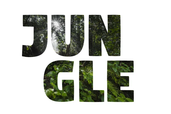Word Jungle over groen regenwoud. — Stockfoto