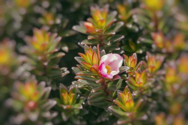 A very rare endemic plants on the plateau of Roraima - Venezuela clipart