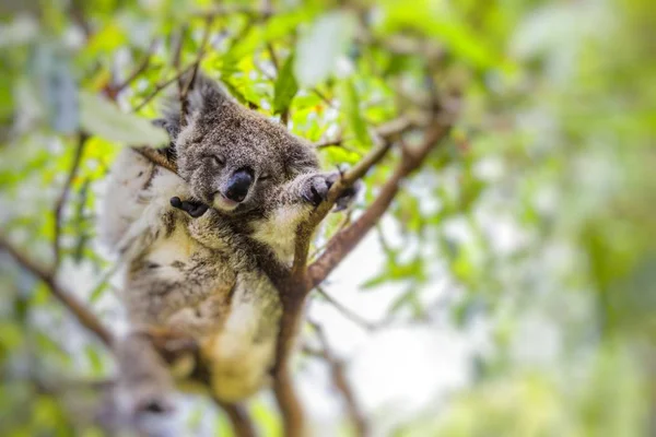 Alszik a koala eukaliptusz-fa — Stock Fotó