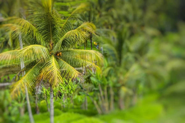 Piękny taras zielony pól ryżowych na Bali, Indonezja — Zdjęcie stockowe