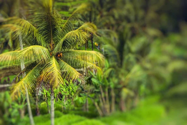 Piękny taras zielony pól ryżowych na Bali, Indonezja — Zdjęcie stockowe