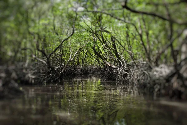 Alberi di mangrovie sull'isola di Havelock, Andaman e Nicobar, India — Foto Stock