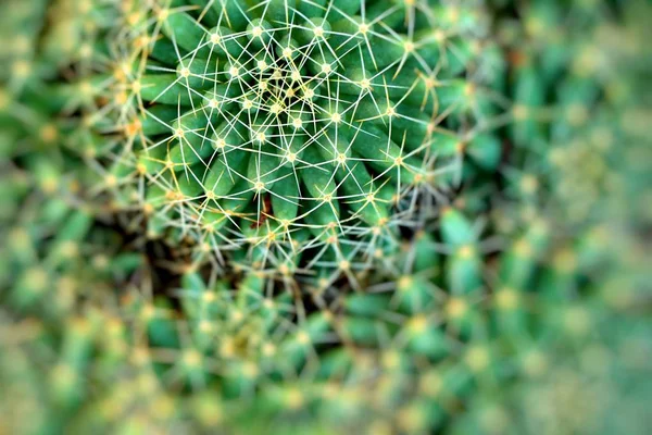 Detailní záběr na kaktus ve tvaru koule s dlouhými trny — Stock fotografie