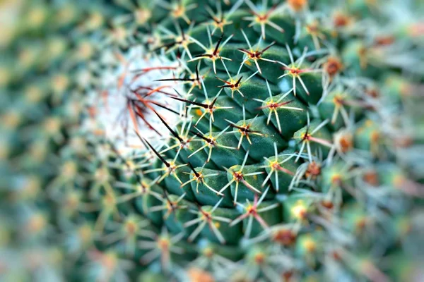 Primer plano de cactus en forma de globo con espinas largas — Foto de Stock