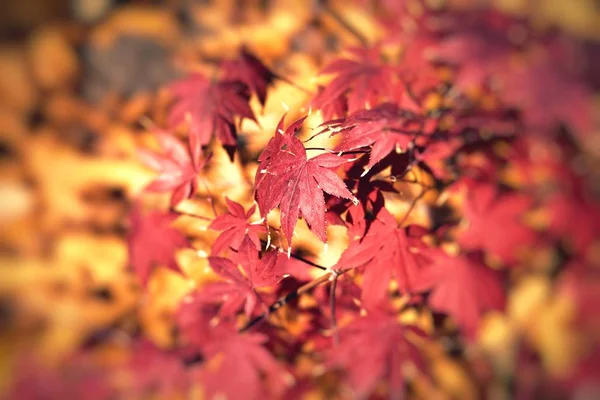 Hojas de arce mágico otoño —  Fotos de Stock