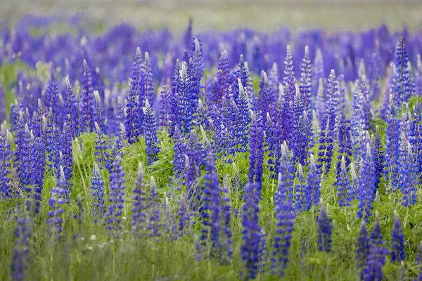 Blooming Lupine flowers - Lupinus polyphyllus - garden or fodder — Stock Photo, Image