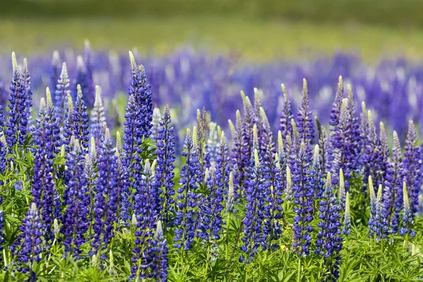 Blooming Lupine flowers - Lupinus polyphyllus - garden or fodder — Stock Photo, Image