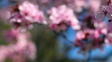 Bahar kiraz çiçekleri, pembe çiçekler.