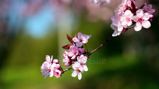 봄 벚꽃, 분홍색 꽃. — 비디오