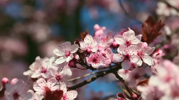 Primavera Flores de cerezo, flores rosadas. — Vídeos de Stock