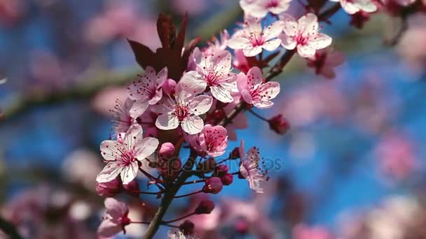 Primavera Flores de cereja, flores cor de rosa. — Vídeo de Stock