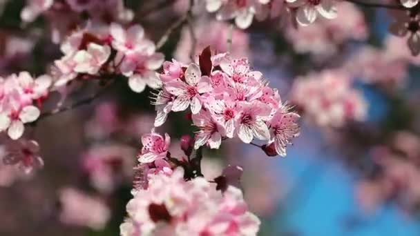 Frühling Kirschblüten, rosa Blüten. — Stockvideo