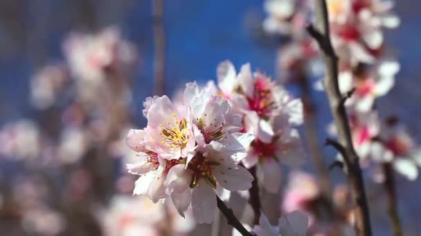 Весенние цветки вишни, розовые цветы. — стоковое видео