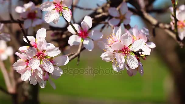 Весенние цветки вишни, розовые цветы. — стоковое видео
