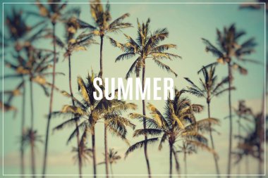 Hindistan cevizi hurma Hawaii, ABD.