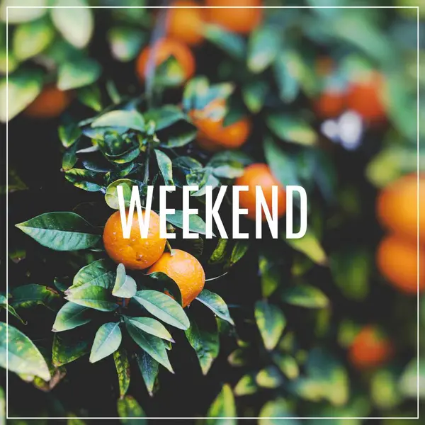 単語の週末。オレンジの木の果物の枝. — ストック写真