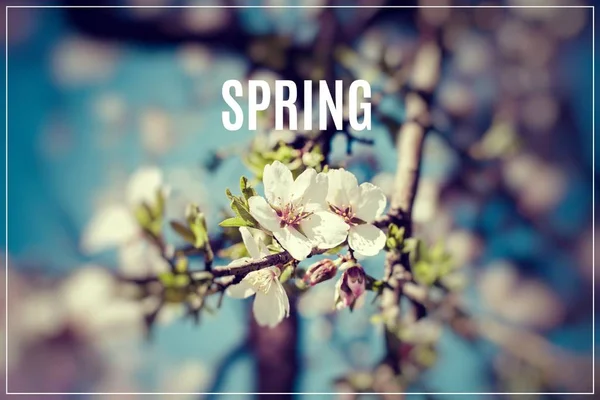 Word Spring. Cherry blossom at spring time. — Stock Photo, Image
