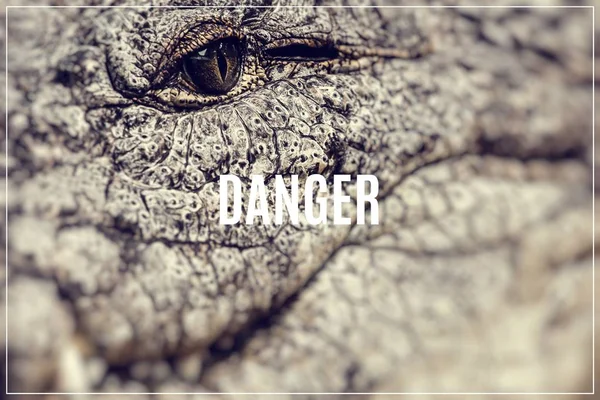 Word Danger. Caiman face. — Stock Photo, Image