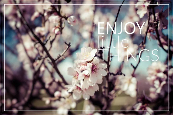 Profitez des petites choses. Fleur de cerisier . — Photo