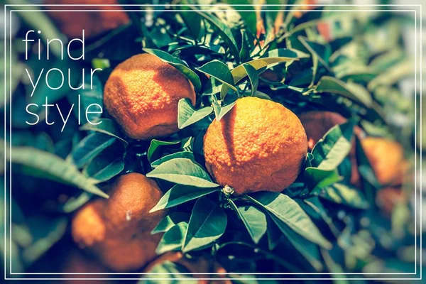 Keressük meg a stílust. Ág narancsfa gyümölcs zöld levelek. — Stock Fotó