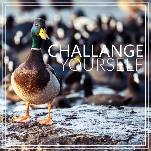 Uitdaging jezelf. Wild mannelijke Mallard duck. — Stockfoto