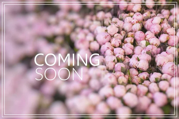 Coming Soon. Lots of pretty and romantic violet and pink peonies — Stock Photo, Image