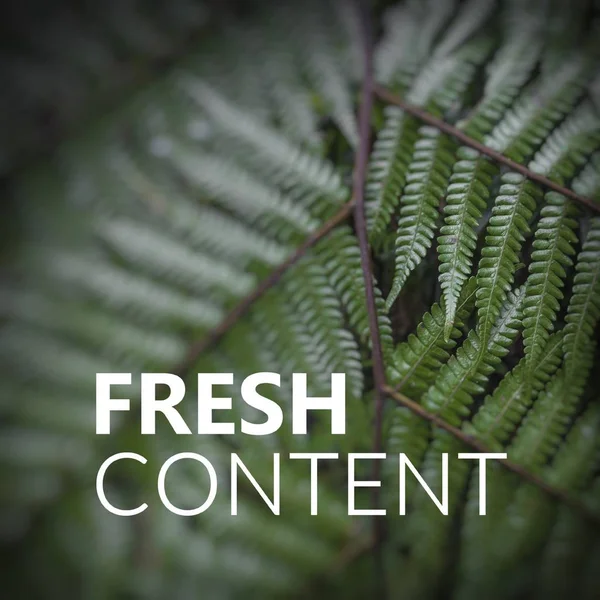 Fresh Content. Close up of fern leaves. Nature texture backgroun