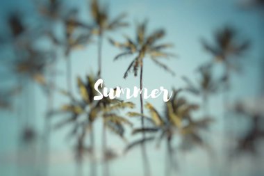 Yaz. Hindistan cevizi hurma Hawaii, ABD.