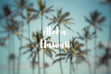 Aloha Hawaii. Hindistan cevizi hurma Hawaii, ABD.