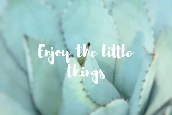 Enjoy the little things. Sharp pointed agave plant leaves. — Stock Photo, Image