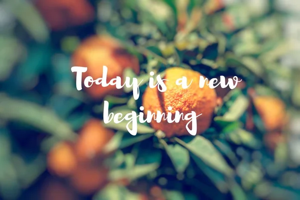 Dnes je nový začátek. Větev pomerančovníku ovoce zelené listy — Stock fotografie
