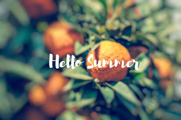 こんにちは夏。枝葉オレンジの木緑の果物. — ストック写真