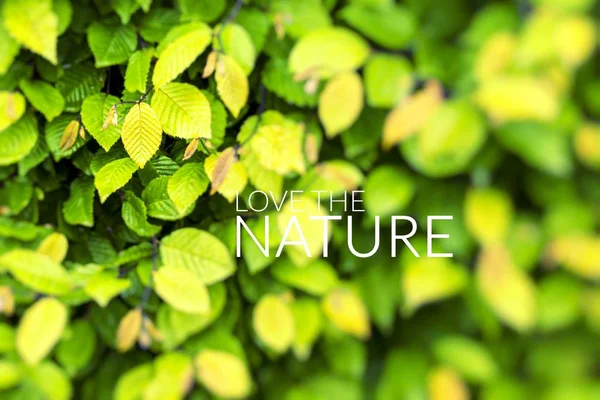 Szerelem a természet feletti zöld levél háttér. — Stock Fotó