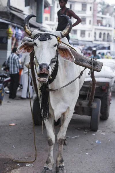 The cow carries a cart on the streets in Delhi — Stock Photo, Image