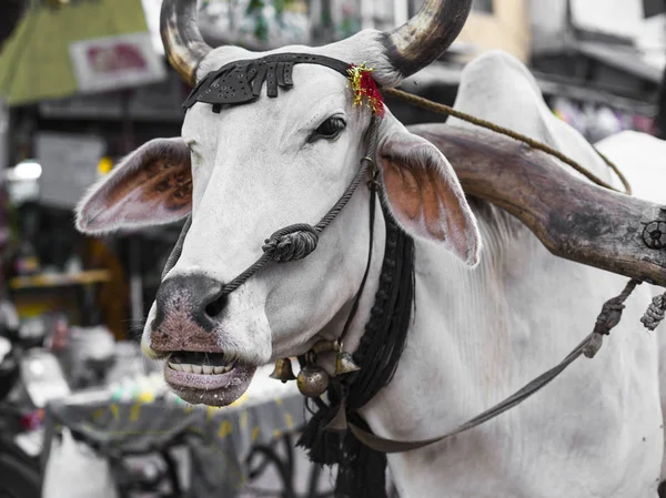 La vache porte un chariot dans les rues de Delhi — Photo