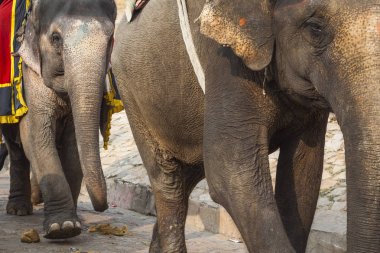 Jaipur, Indi Amber Fort Jaleb Chowk filler dekore edilmiş