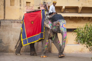 Jaipur, Hindistan - 28 Ocak 2017: Kimliği belirsiz erkek binmek süslemeleri