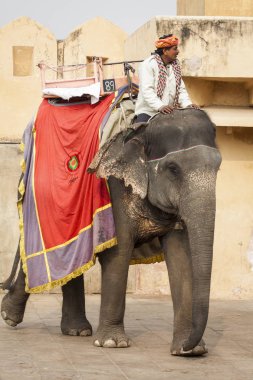 Jaipur, Hindistan - 28 Ocak 2017: Kimliği belirsiz erkek binmek süslemeleri