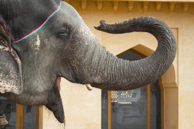 Jaipur, Indi Amber Fort Jaleb Chowk filler dekore edilmiş