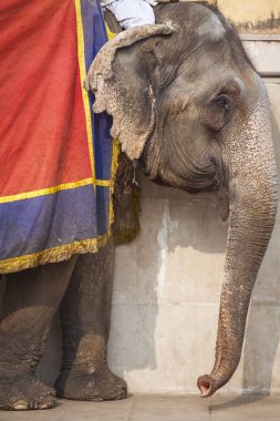 Jaipur, Indi Amber Fort Jaleb Chowk filler dekore edilmiş