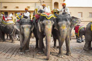 Jaipur, Hindistan - 28 Ocak 2017: Kimliği belirsiz erkek binmek süslemeleri