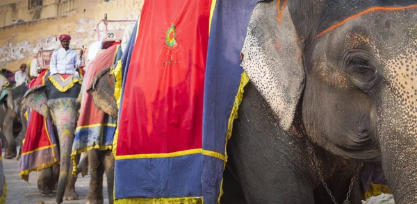 Jaipur, Hindistan - 28 Ocak 2017: Kimliği belirsiz erkek binmek süslemeleri