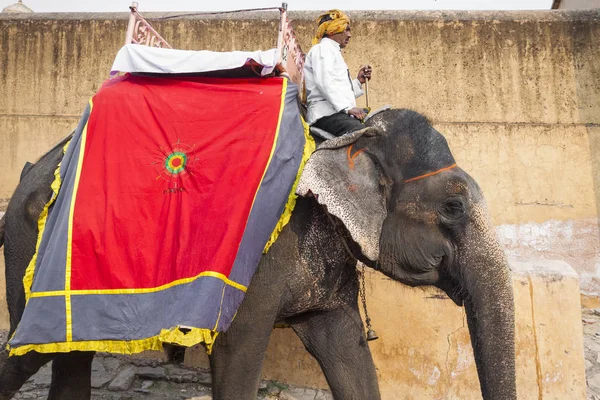 Jaipur, Hindistan - 28 Ocak 2017: Kimliği belirsiz erkek binmek süslemeleri