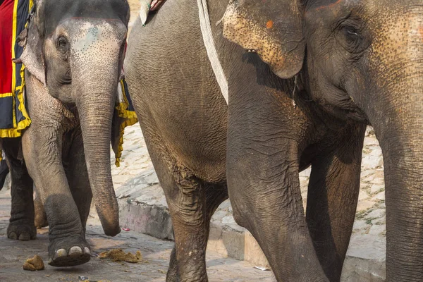 Jaipur, Indi Amber Fort Jaleb Chowk filler dekore edilmiş