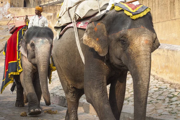 Jaipur, Indien - 28 januari 2017: Oidentifierade män rida dekorera — Stockfoto