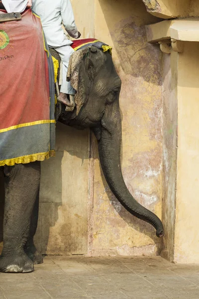 Украшенные слоны в Джалеб Чоук в янтарной крепости в Джайпуре, Инди — стоковое фото